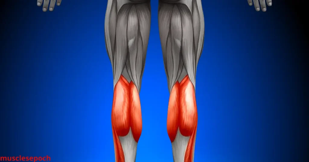 Anatomical illustration of the calf muscles highlighting the gastrocnemius and soleus, with growth difficulty zones marked.