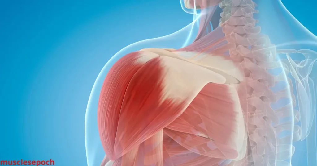 Detailed diagram of shoulder anatomy showing deltoid heads, rotator cuff muscles, and shoulder joint structure.