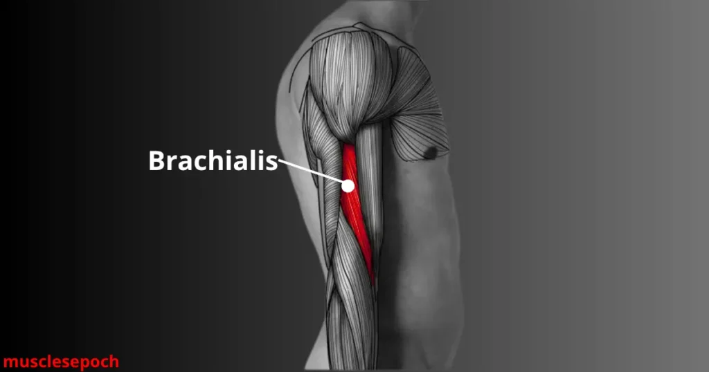 Anatomical illustration showing the brachialis muscle beneath the biceps on the upper arm.