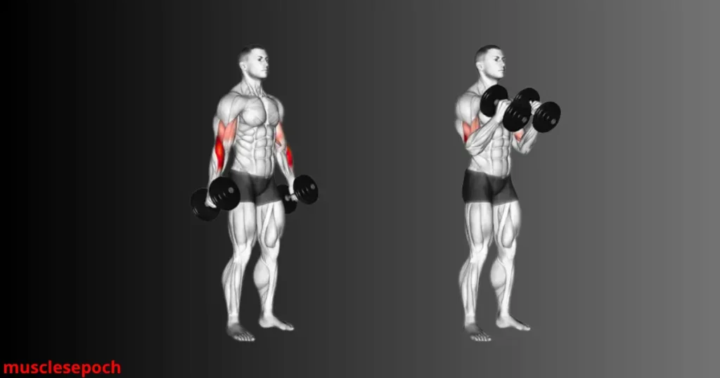 Athlete performing standing hammer curls with dumbbells using a neutral grip to target the brachialis muscle.
