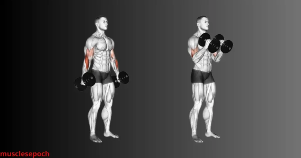 Beginner performing hammer curls with dumbbells to target biceps and forearms.