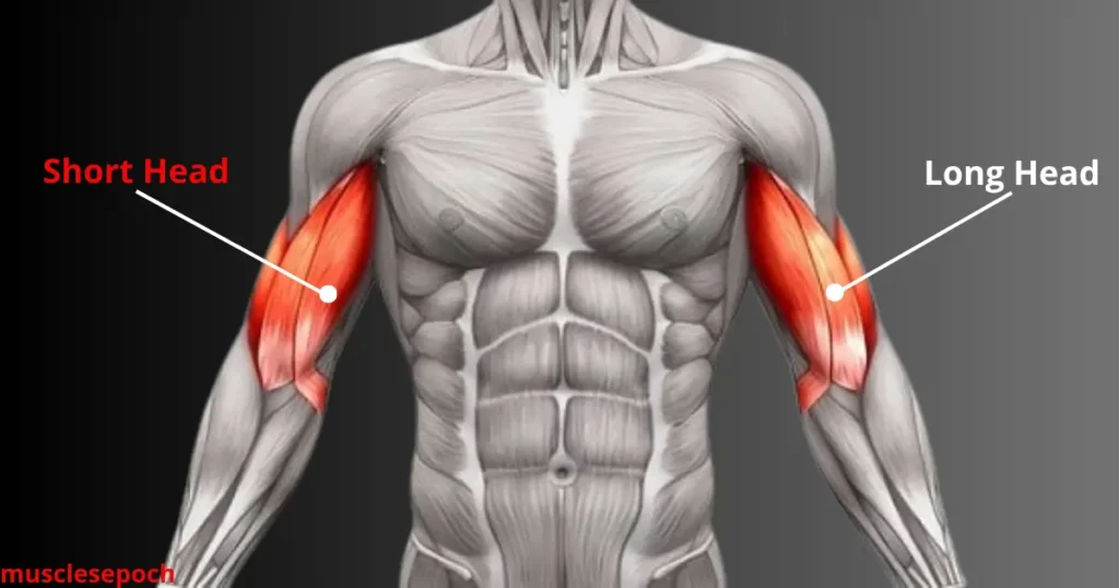 Illustration showing the anatomical difference between the short head and long head of the biceps muscle.