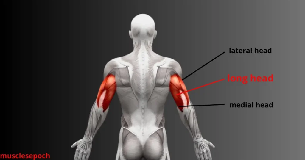 Diagram showing the location of the long head of the triceps on the back of the upper arm.