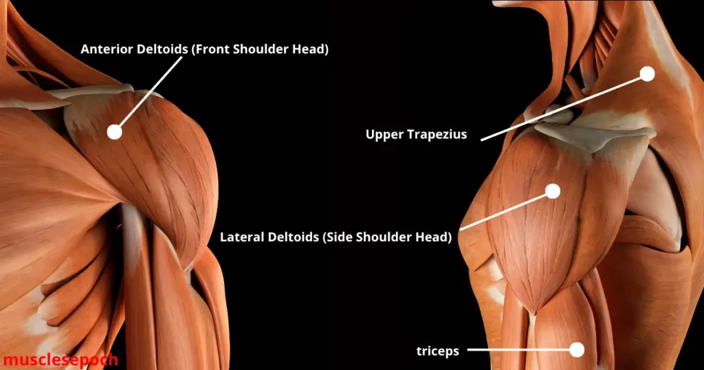 Diagram showing the primary muscles targeted by the Arnold Press, including the front delts, side delts, triceps, and trapezius.