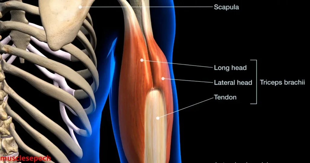 Anatomical illustration of the triceps brachii muscle showing the long head, lateral head, and medial head on the back of the upper arm.